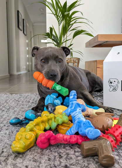 Happy Staffy - Chewzilla Gator