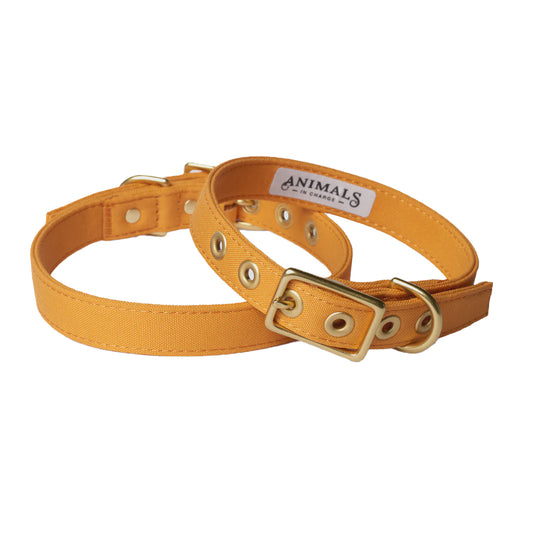 Harvest Yellow + Brass All Weather Collar