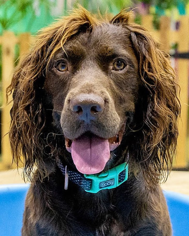 WASH & DRY Long or Double Coated Dogs Dogs in Town