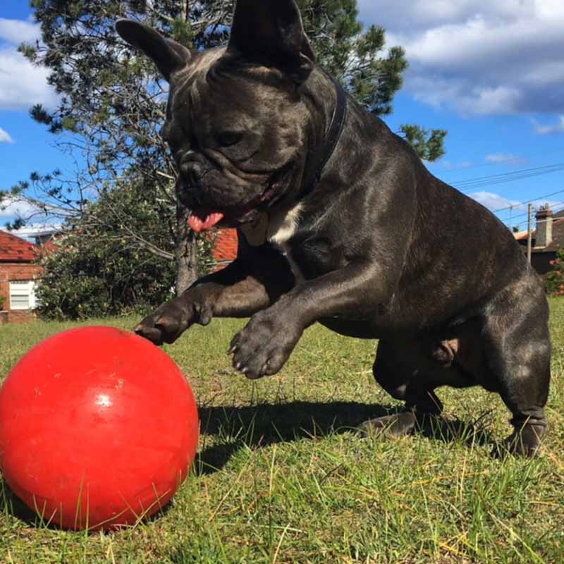 AUSSIE DOG Enduro Ball / 190mm Medium