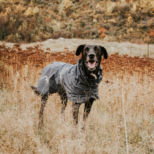 HUSKIMO Peak Raincoat for Dog Dogs in Town