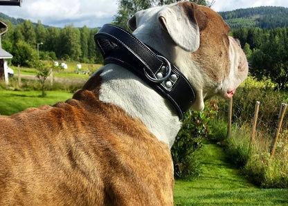 Hand Made Leather Handle Dog Collar