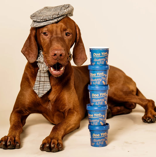 DOG YOG Probiotic Ice Cream for Dogs