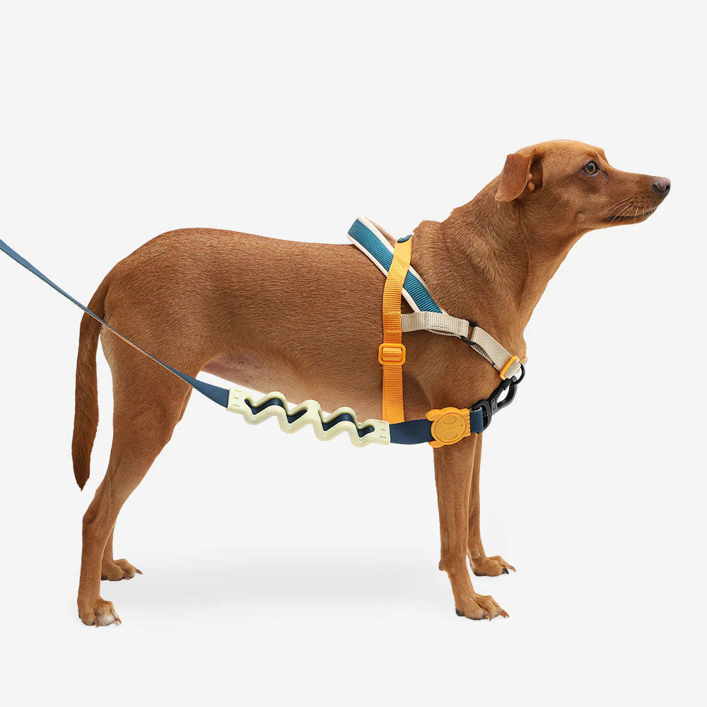 Zee Dog - SofterWalk Harness Voyage