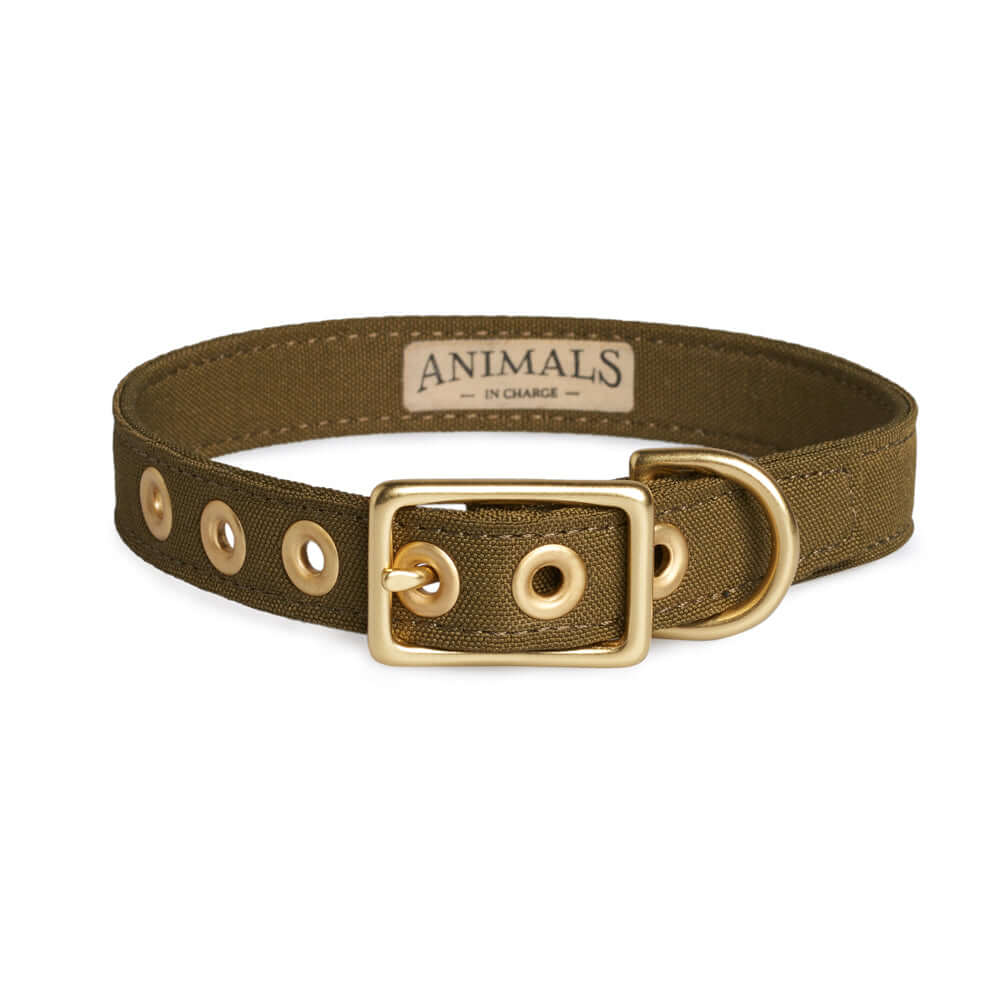 Olive + Brass All Weather Dog Collar