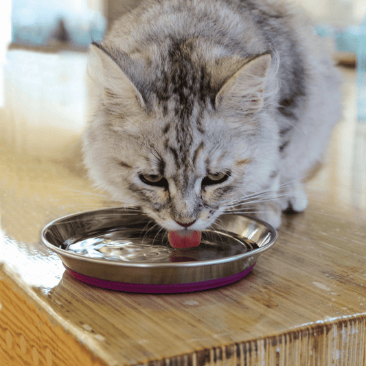 ROGZ Anchovy Stainless Steel Cat Bowl