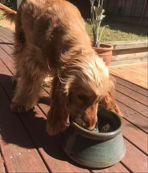 Cocker spaniel dog bowl hotsell